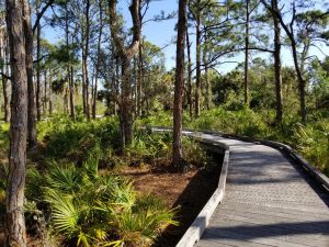 Free Nature Walk in Naples Florida at the Nature Preserve. Walk through a pretty boardwalk and look for small animals and interesting plants. A short and pretty walk through local plants native to Southwest Florida area.