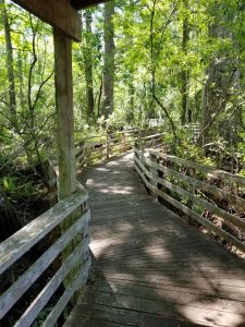 Naples FL top Nature Preserve is Corkscrew Swamp Sanctuary. This family attraction in Naples is sure to be loved by both kids and parents. View birds, crocodiles, turtles and more while learning all about a swamp habitat in southwest Florida. Walk the lovely boradwalk and enjoy your emergence into nature.