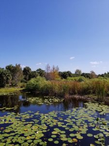Visit Naples Freedom Park Nature Preserve. A free & beautiful free walk through native plants in Southwest Florida. While walking look for birds, alligators, frogs, butterflies and more. Plus a small nature museum to visit. #naples #florida #naturepreserve