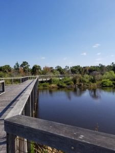 Visit Naples Freedom Park Nature Preserve. A free & beautiful free walk through native plants in Southwest Florida. While walking look for birds, alligators, frogs, butterflies and more. Plus a small nature museum to visit. #naples #florida #naturepreserve