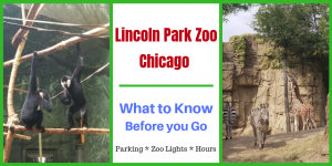 Chicago Lincoln Park Zoo Tips you need for your family trip to the zoo. Learn which animals to visit such as the polar bears, lions and Apes. Plan your day knowing where to park, eat and hours. Get ready for a fun day with the kids! #lincolnparkzoo, #chicagoattractions, #traveltips, #familyvacation