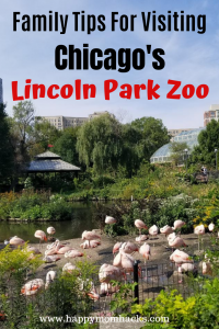 Lincoln Park Zoo a Chicago Attraction you can't miss. Find out the best things to do in this free Illinois Zoo. Get tip on your family visit, Zoo lights and more. #lincolnparkzoo #zoo #chicagoattraction #familytavel #familyvacation