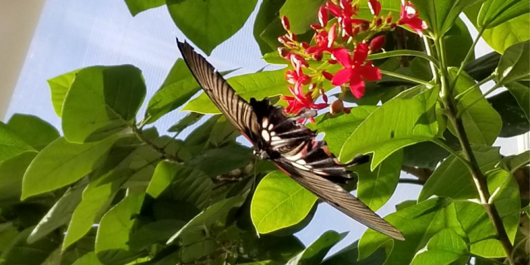 Peggy Notebaert Nature Museum Tips for your visit.