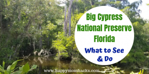 Big Cypress National Preserve Florida. Best things to do on your visit. See the Parks Alligators, birds, and turtles. Check out Big Cypress Gallery to see beautiful Big Cypress Photography. Use this great guide to be prepared for your visit. Plus day trips to Naples and Marco Island #bigcypressnp #familytravel #traveltips #nationalparks #florida