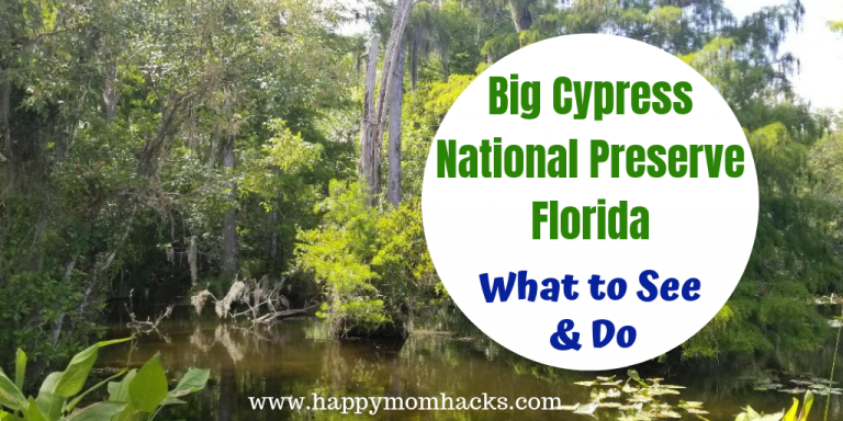 Big Cypress National Preserve Florida. Best things to do on your visit. See the Parks Alligators, birds, and turtles. Check out Big Cypress Gallery to see beautiful Big Cypress Photography. Use this great guide to be prepared for your visit. Plus day trips to Naples and Marco Island #bigcypressnp #familytravel #traveltips #nationalparks #florida