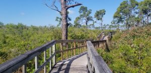 Beautiful Briggs Nature Center in Marco Island Florida. A Free nature walk through the local nature of southwest Florida.