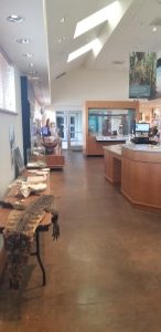 Visit Big Cypress National Preserves Free Nature Center to learn more about the animals and nature in the area. #florida #free #naturecenter #bigcypressnaturepreserve