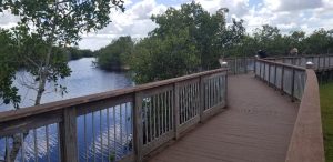Big Cypress National Preserve is a free attraction located near Naples Florida and the Everglades. It's a great place to see nature and alligators.