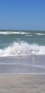 Free Things to Do in Marco Island Florida - visit Marco Island Museum, Beaches and local parks. #free #marcoisland #florida