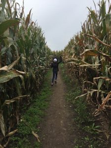 Exploring a Corn Maze is a fun fall thing to do with kids.